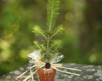 Dragon's Den Spruce Seedlings in Clay Pots Wrapped in Burlap Wedding Favors