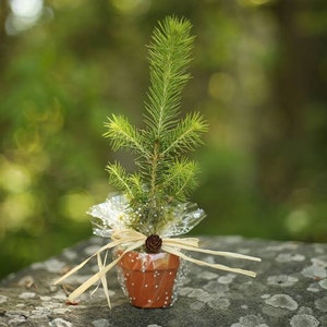 Evergreen tree seedling in small pot