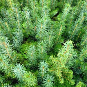 Semis d'épinette blanche, semis à feuilles persistantes, plants de faveur de mariage, semis en vrac, quantité minimale pour une commande de 35 plants