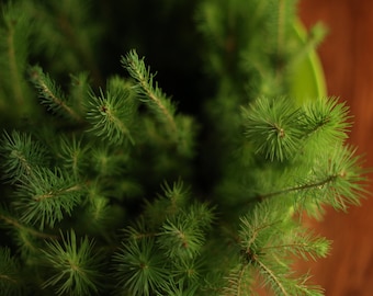 1 year old White Spruce Seedling