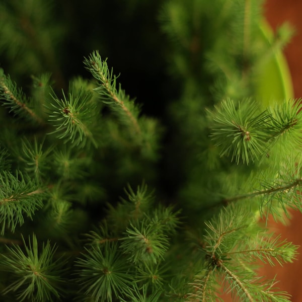 1 year old White Spruce Seedling