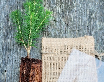 DIY Tree Seedling Favor Kit