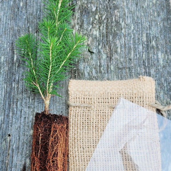 DIY Tree Seedling Favor Kit