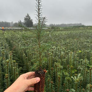 2-3 year old Fraser Fir Seedlings