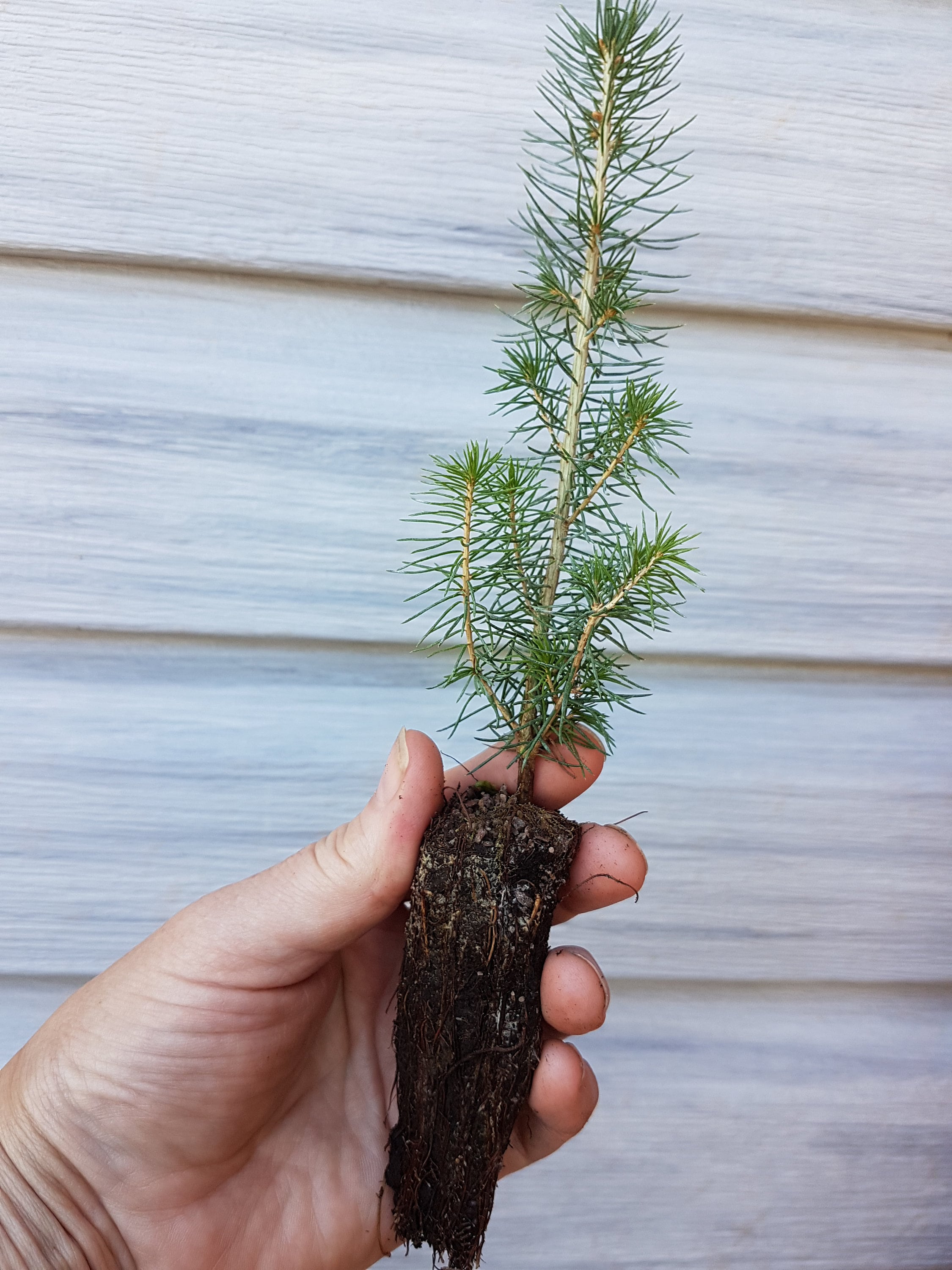 1 Year Old White Spruce Seedling Etsy