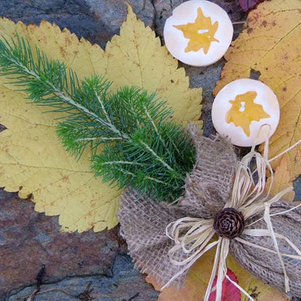 White Spruce seedling, Wedding Favour