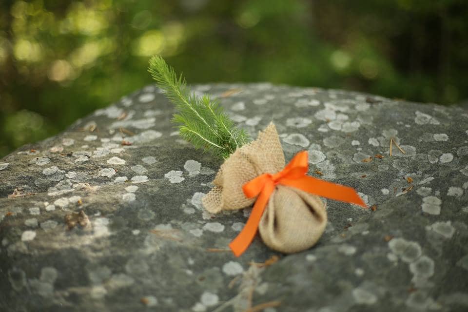 Spruce seedling wrapped in burlap