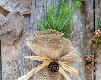 White Spruce Seedling Favor in burlap wrap, tied with raffia