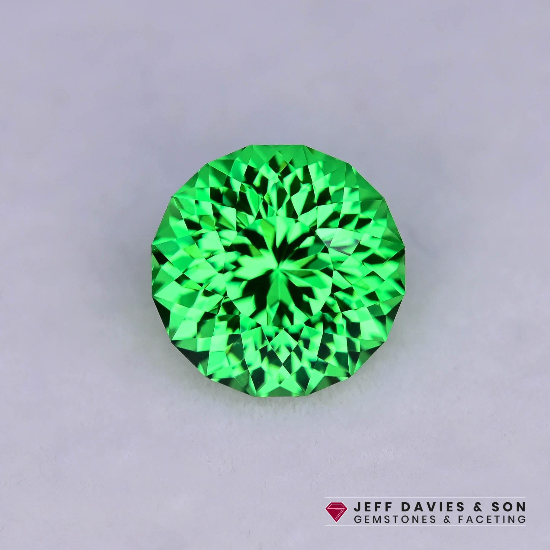 常緑樹　Littie Gem 約48㌢　A 10 x 6.4mm 