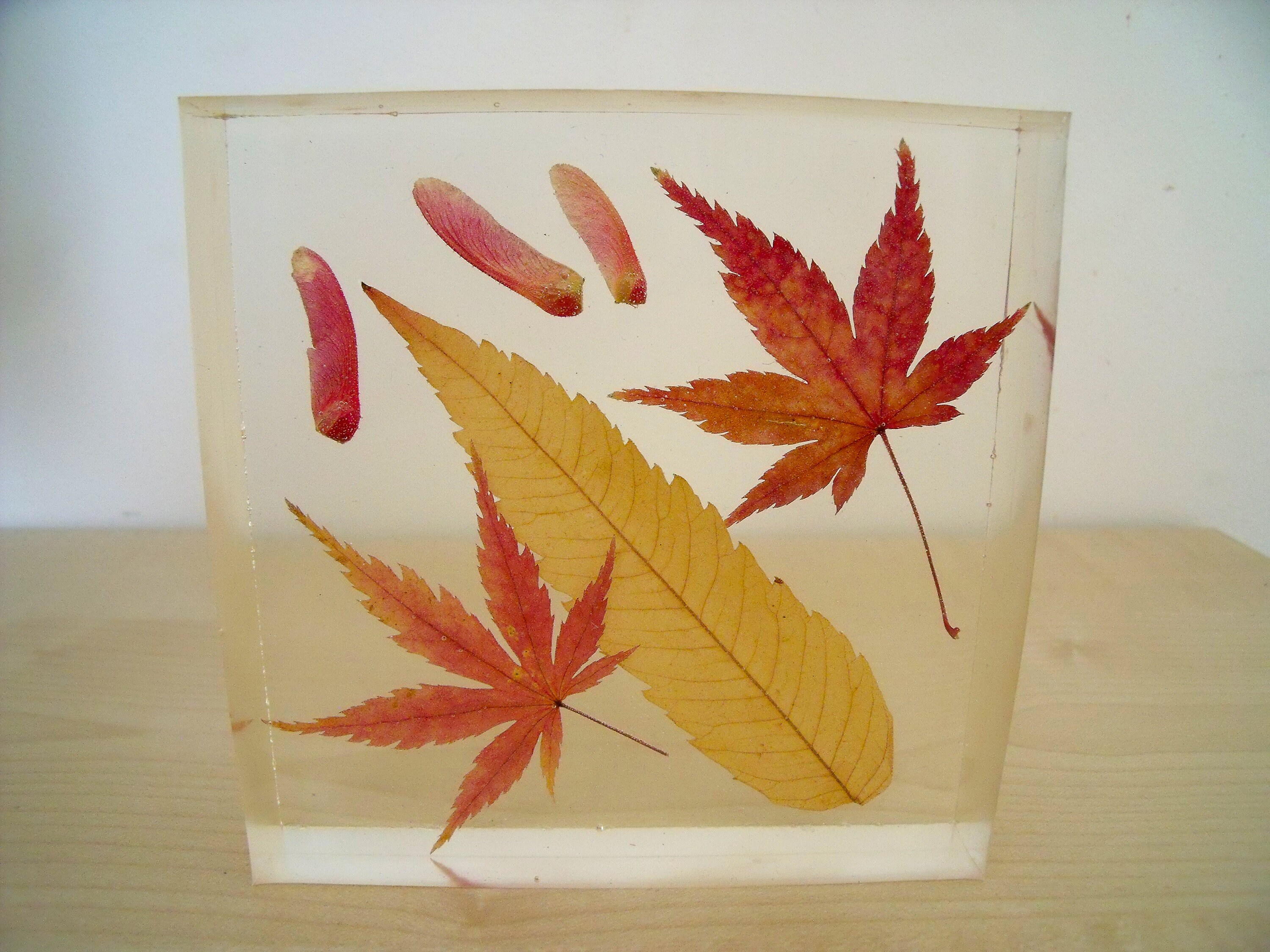 Vraies Feuilles D'automne