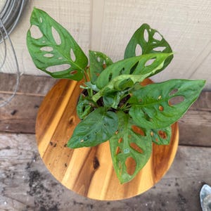 Monstera Adansonii - Roślina sera szwajcarskiego - doniczka 4”