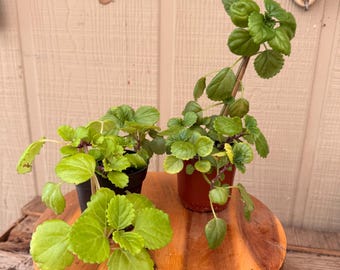 Swedish Ivy Plant | Creeping Charlie Plant | Plectranthus Trailing Houseplant | Easy Care Indoor Plant | Live Plant in Nursery Pot