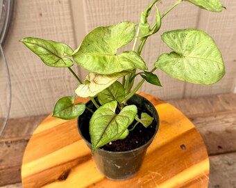 Syngonium Arrowhead Plant – Light Green Variety