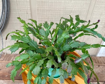 Thanksgiving Cactus – Live Holiday Cactus Plant | Schlumbergera Truncata | Christmas Cactus Type | Easy Care Indoor Succulent | 4” Pot |
