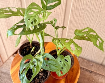 Monstera Adansonii | Swiss Cheese Plant | Starter Plant | Easy Care Houseplant