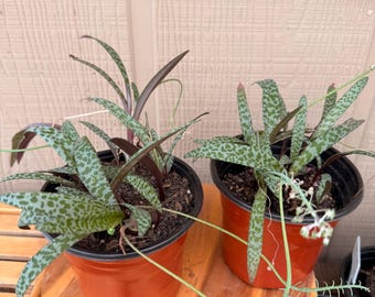 Silver Squill Plant | Ledebouria Socialis | Spotted Leaf Succulent | Rare Indoor Plant | Live Plant