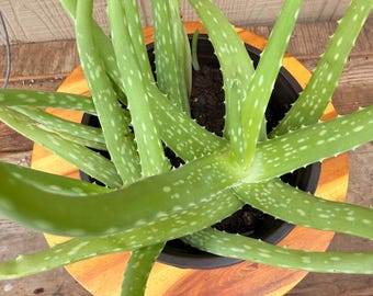 Aloe Vera Plant | Live Aloe in 4”, 5” or 6” Pot | Easy Care Indoor Succulent | Medicinal Houseplant | Low Maintenance Gift