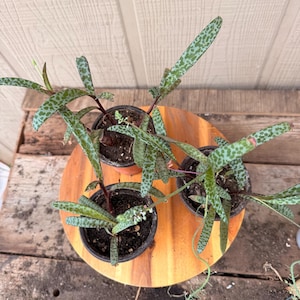 May include: Overhead view of three potted plants with speckled green leaves and reddish stems. The plants sit on a round wooden surface, placed on a weathered wooden table. The background features a light-colored wooden wall.