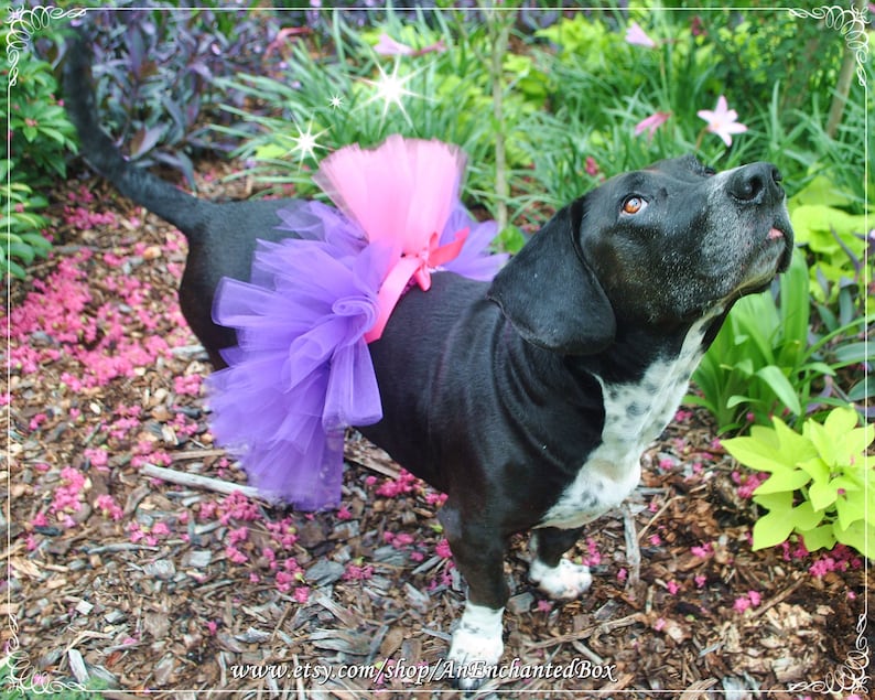 Doggie Tutu Skirt Dog RAPUNZEL TUTU Skirt in Purple and Pink for Dogs Furry Friends Puppies and Tutu Costume Puppy Dressup Outfit