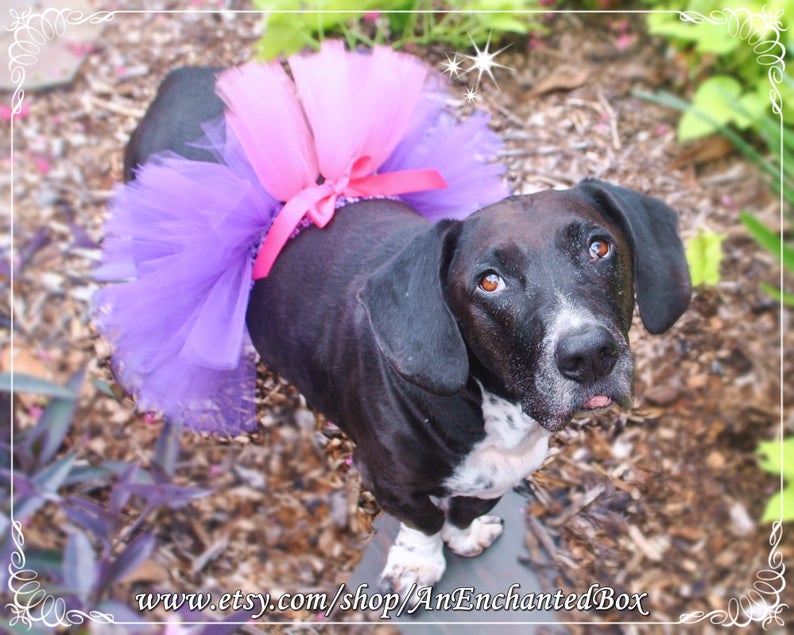 Doggie Tutu Skirt Dog RAPUNZEL TUTU Skirt in Purple and Pink for Dogs Furry Friends Puppies and Tutu Costume Puppy Dressup Outfit