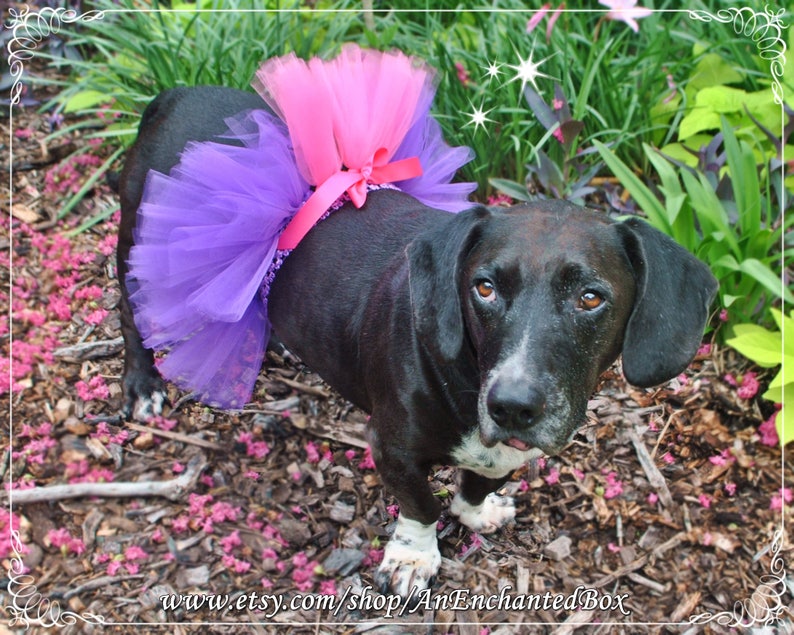 Doggie Tutu Skirt Dog RAPUNZEL TUTU Skirt in Purple and Pink for Dogs Furry Friends Puppies and Tutu Costume Puppy Dressup Outfit