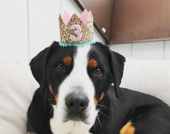Dog Birthday || Dog Costume || Dog Birthday Hat || Dog Party Hat || Dog Birthday Party || Dog Clothes