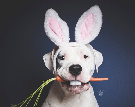 Animal Rabbit Ears || Bunny Ears for Dogs || Rabbit Ears || Bunny Costume for Dogs ||