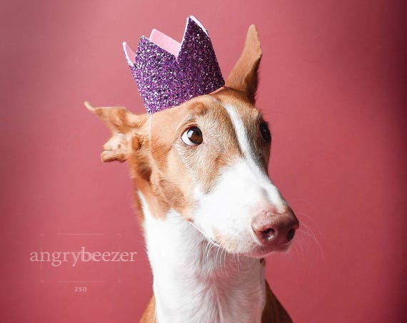 Pet Birthday Crown || Animal Party Prop || Birthday Party Photo Prop || Dog Cat Pig Birthday Party Hat Crown