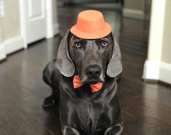 Dog Birthday Hat | Dog Costume | Pet Birthday | Top Hat | Animal Hat | Grey Felt Hat for Dogs | Dog Outfit | Dog Gift