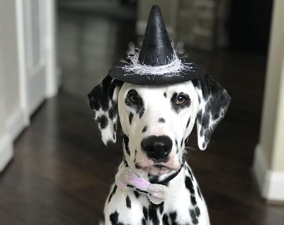 Dog Witch Hat || Animal Witch Wizard Hat || Dog Witch Costume || Dog Halloween Costume