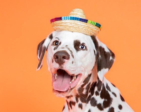 Mini Dog Sombrero || Mini Sombrero || Dog Hat || Straw Hat || Mini Sombrero || Fiesta Party || Fiesta Hat
