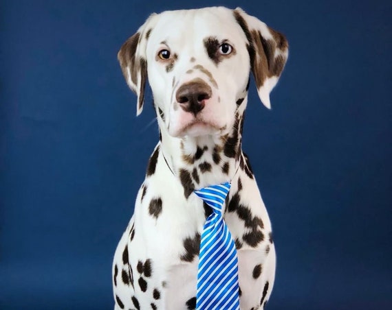 Dog Neck Tie || Neck Tie || Dog Tie || formal Dog Costume || Striped Blue Tie