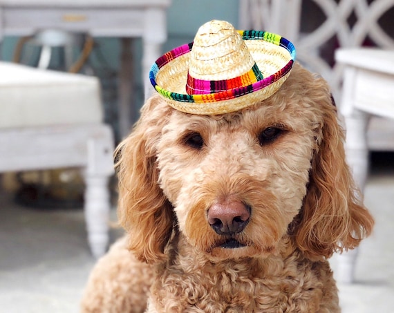 Sombrero || Mini Sombrero || Dog Hat || Straw Hat || Mini Sombrero || Fiesta Party || Fiesta Hat