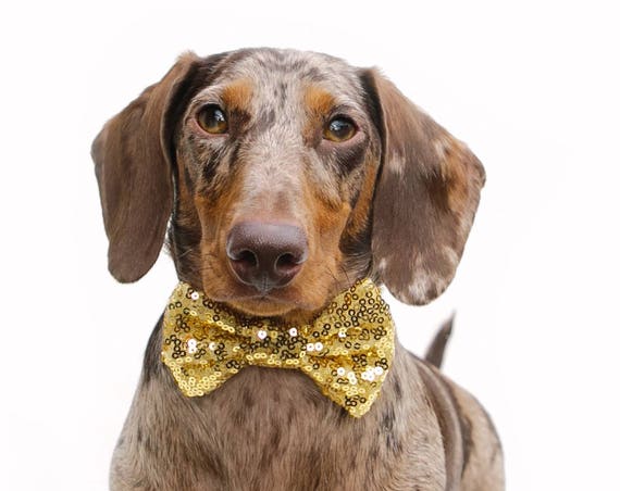 Bowtie For Dog || Cat Neck Tie || Bowtie for Kitty || Pet Bow Tie || Cat Costume