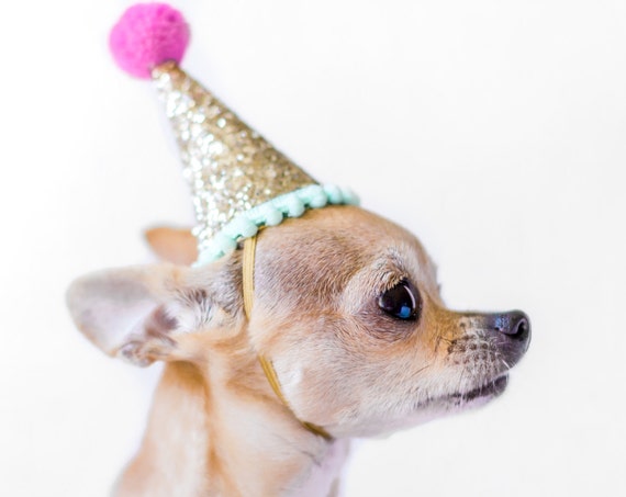 Dog Birthday || Dog Costume || Dog Birthday Hat || Dog Party Hat || Dog Birthday Party || Dog Clothes || Dog Crown