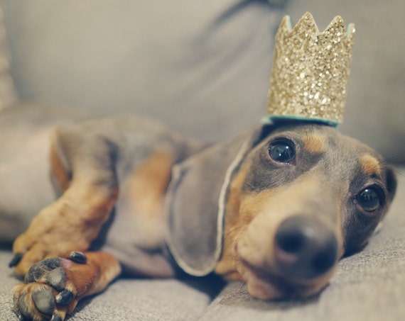 Dachshund Birthday Crown Animal Party Birthday Party Gold Aqua
