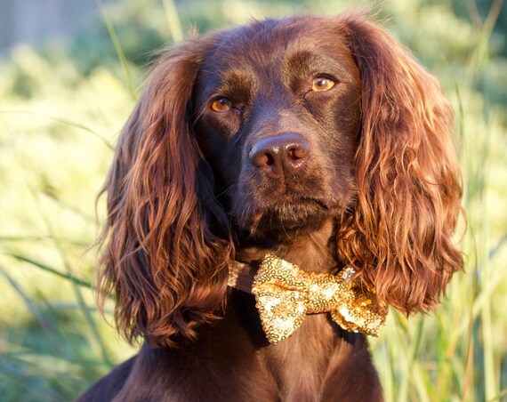 Bowtie For Dog || Cat Neck Tie || Bowtie for Kitty || Pet Bow Tie || Cat Costume