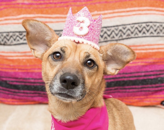 Dog Birthday Hat || Animal Party Hat || Cat Kitty Puppy Pig Birthday Crown Hat || Dog Clothes || Add Any Number