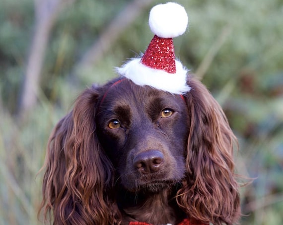 Christmas Dog Hat || Dog Costume || Santa Paws || Santa Hat for Pets