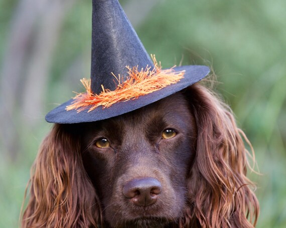 Dog Witch Hat || Animal Witch Wizard Hat || Dog Witch Costume || Dog Halloween Costume