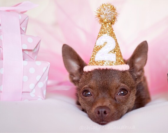 Dog Birthday Hat || Dog Party Hat || Dog Birthday Party Outfit || Animal Birthday Hat || Pet Birthday Hat || Dog Clothes