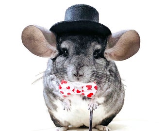 chinchilla hats for sale