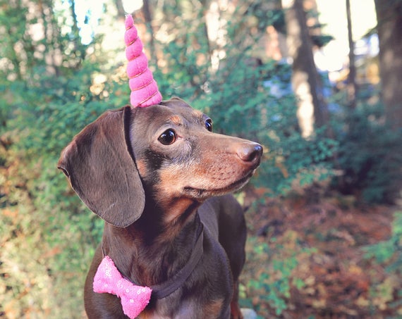 Unicorn Headband for Dog || Pet Unicorn Costume || Dog Unicorn || Unicorn Dog