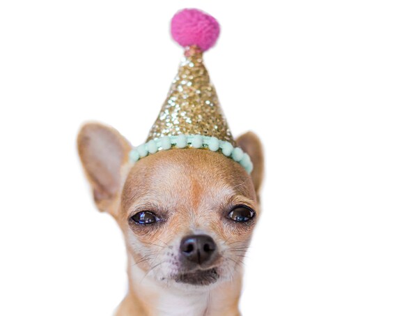 Dog Birthday || Dog Party Hat || Dog Costume || Dog Birthday Party || Cat Birthday Hat