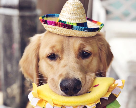 Mini Sombrero || Dog Hat || Straw Hat || Mini Sombrero || Fiesta Party || Fiesta Hat