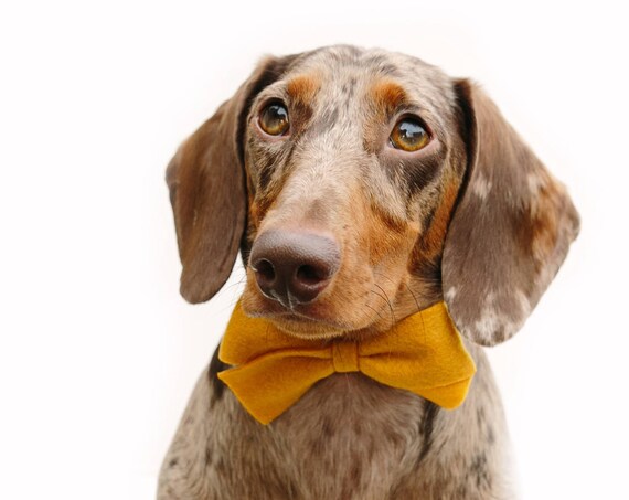 Felt Bow || Dog Bow Tie || Dog Headband || Felt Bow || Doggie Dress Up
