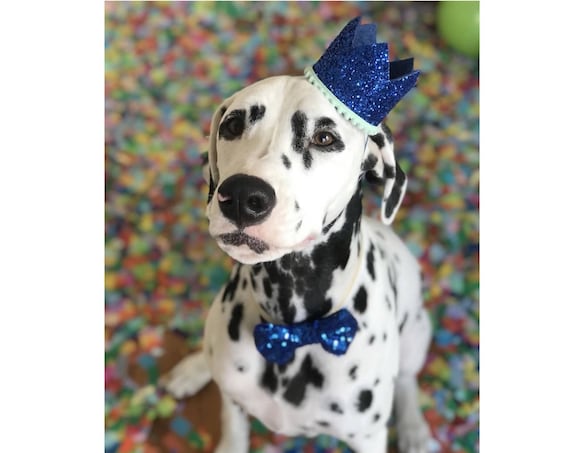 Dog Birthday Party || Dog Birthday Crown || Dog Costume || Pet Party || Dalmation || Pet Birthday || Pet Gift