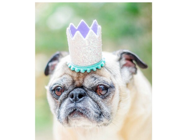 Pet Costume Birthday Hat || Animal Birthday Hat || Dog Party Hat || Dog Crown || Dog Birthday Crown || Pet Party Hat