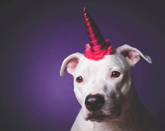 NEW! Unicorn Headband for Dog || Pet Unicorn Costume || Dog Unicorn || Unicorn Dog