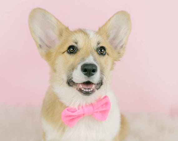 Pink Bow || Bowtie For Dog || Cat Neck Tie || Bowtie for Kitty || Pet Bow Tie || Cat Costume